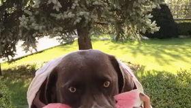 仙人吃瓜视频,一场穿越时空的美食盛宴