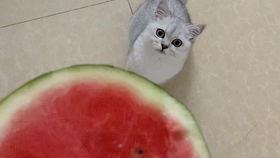 猫咪吃瓜西瓜视频大全,萌宠吃瓜视频大盘点