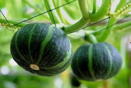 汾阳最近吃瓜视频,最新视频揭秘当地热点事件