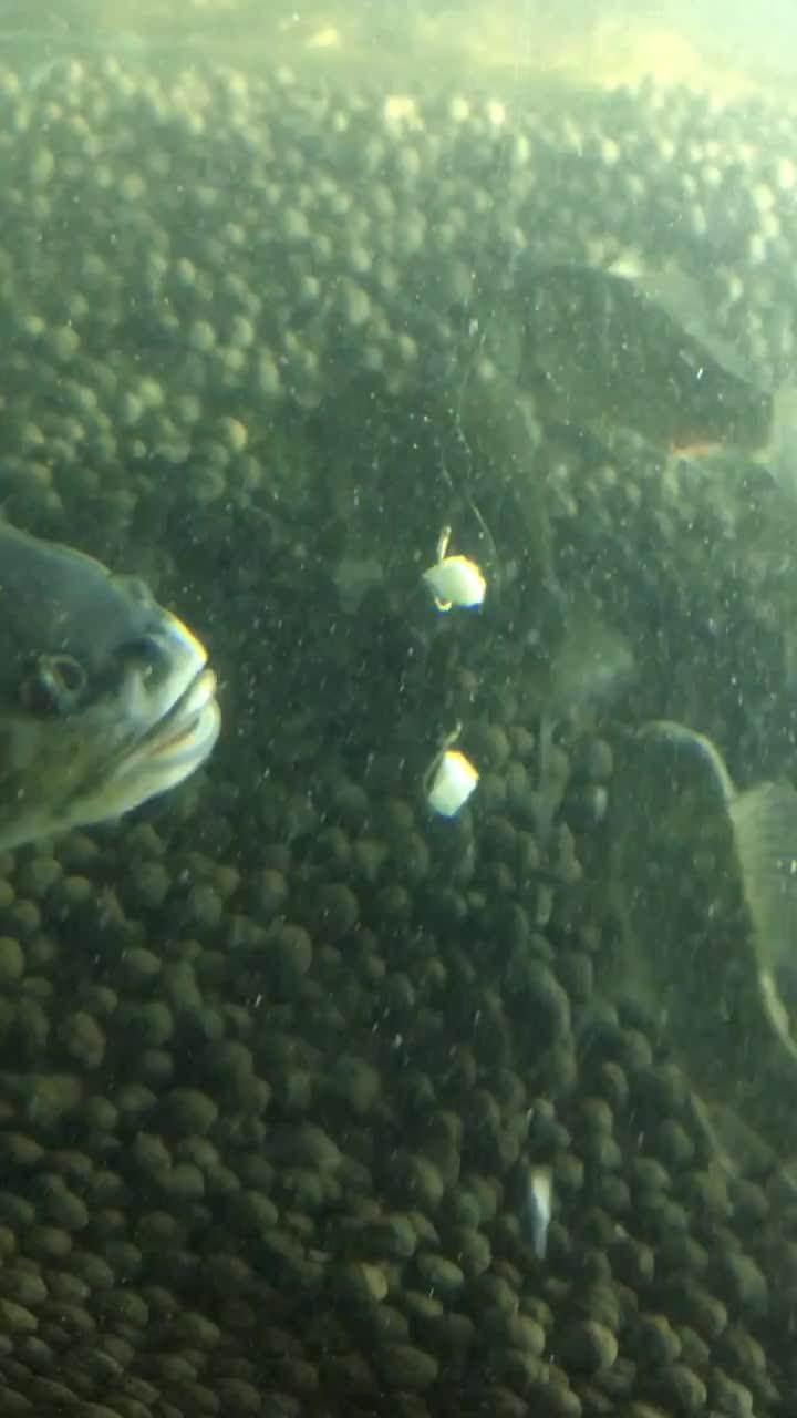 吃瓜小鱼视频大全,趣味视频大盘点，欢乐时光尽在其中